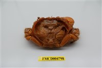 藏品(光手酋婦蟹)的圖片